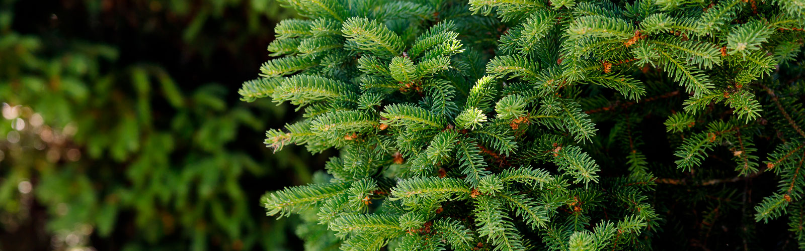 tanne-baum-fichte-kiefer-weihnachtsbaum-äste-greifswald-bäume-entsorgen